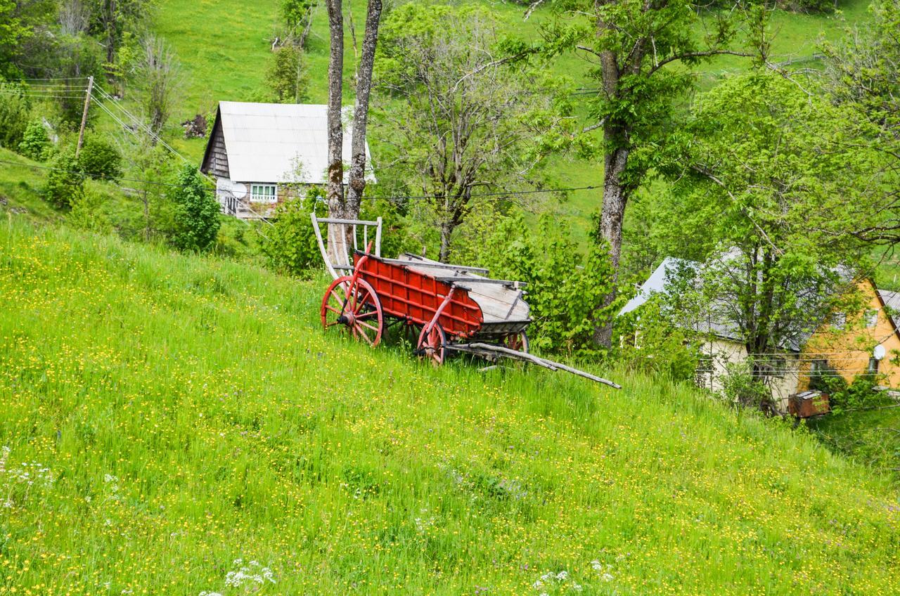 Ioana Lodge