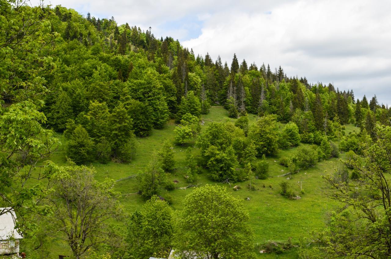 Ioana Lodge *